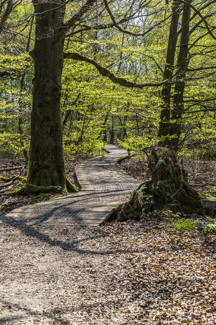 Besuch im Urwald Sababurg