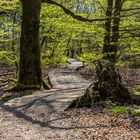 Besuch im Urwald Sababurg