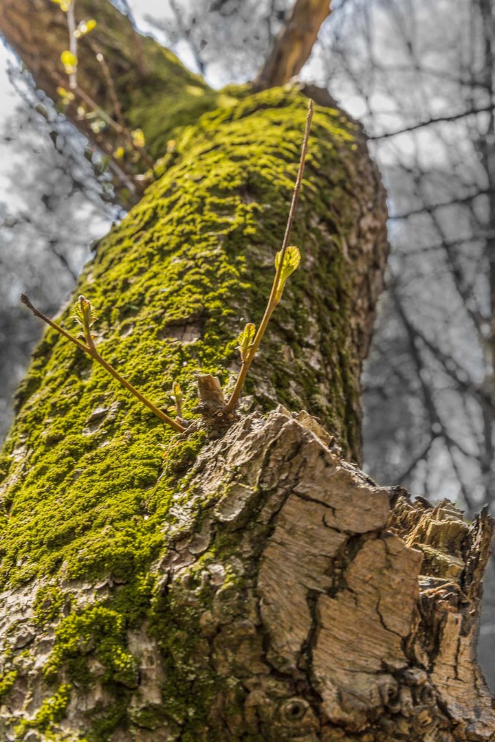 Besuch im Urwald Sababurg