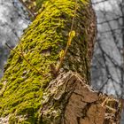 Besuch im Urwald Sababurg