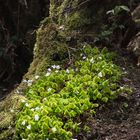 Besuch im Urwald Sababurg