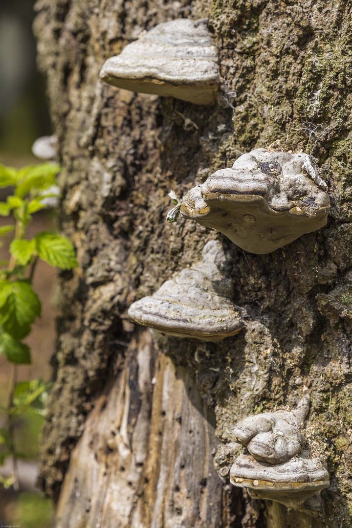 Besuch im Urwald Sababurg