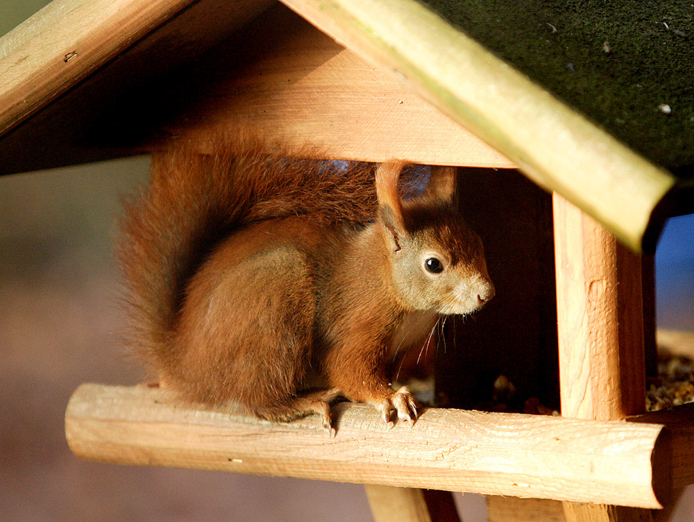 Besuch im Vogelhaaus