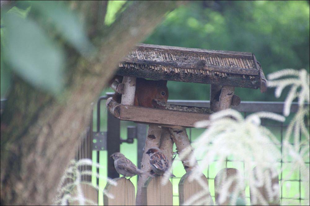 Besuch im Vogelhäuschen