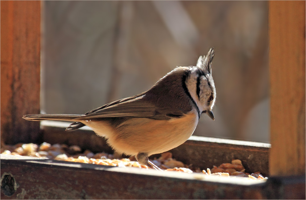 Besuch im Vogelhaus