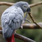 Besuch im Vogelpark