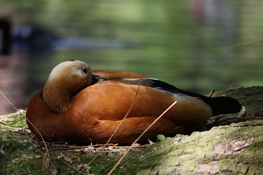 Besuch im Vogelpark Bad Nenndorf #2