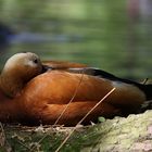 Besuch im Vogelpark Bad Nenndorf #2