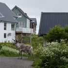 Besuch im Vorgarten