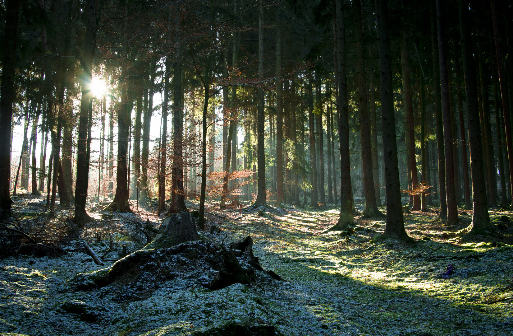 Besuch im Wald