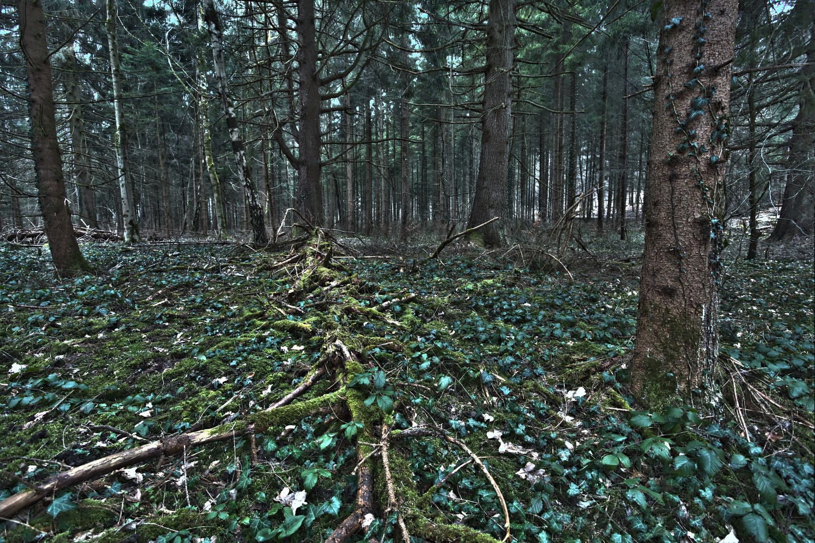 Besuch im Wald