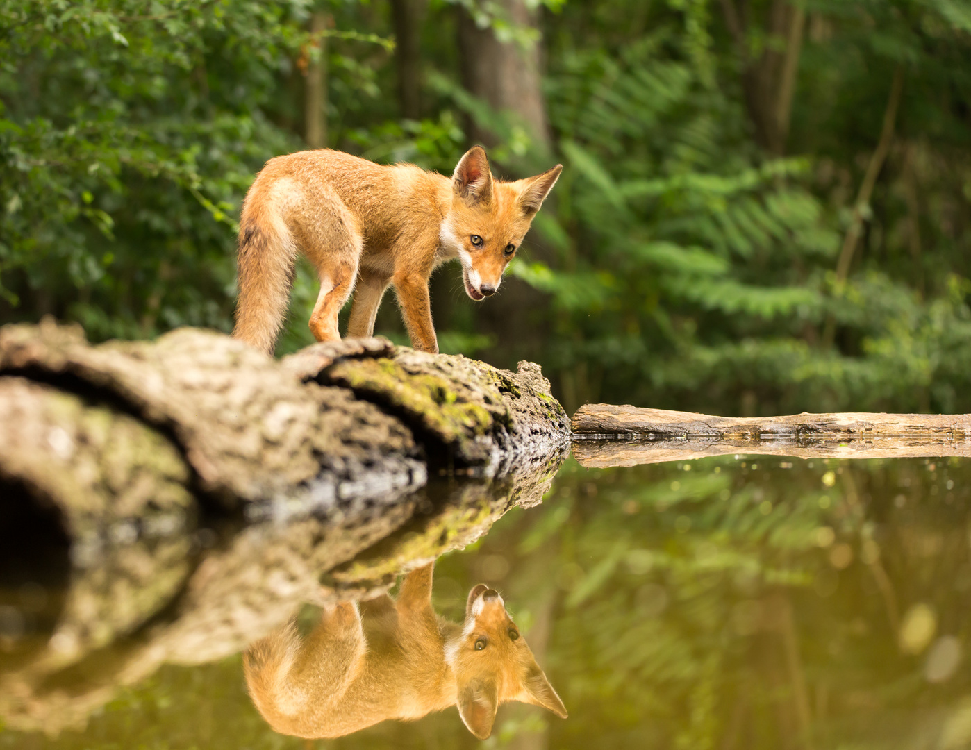 Besuch im Wald...