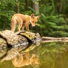 Besuch im Wald...