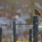 Besuch im Weinberg