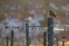 Besuch im Weinberg