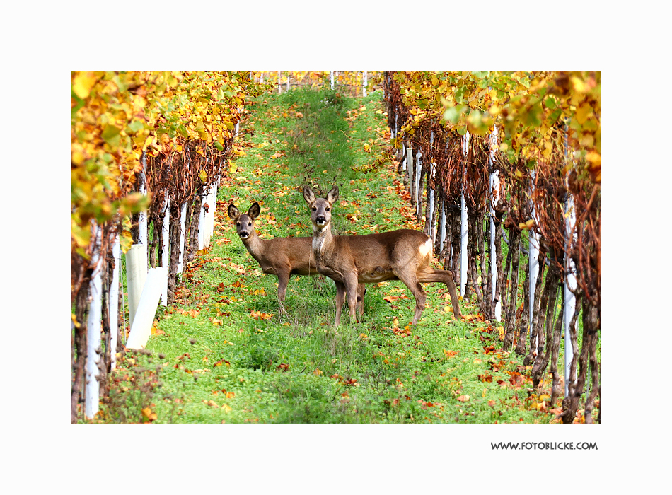 Besuch im Weinberg #1