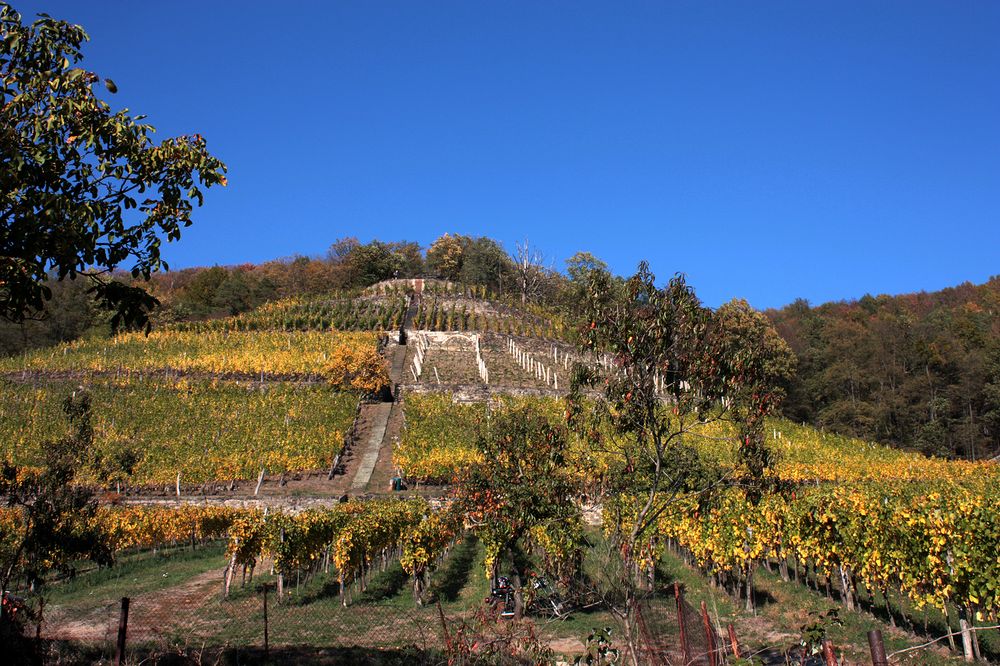 Besuch im Weingut Zimmerling in Pillnitz