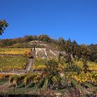 Besuch im Weingut Zimmerling in Pillnitz