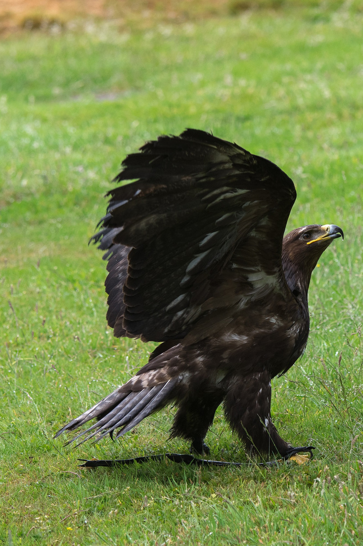 Besuch im Weltvogelpark Walsrode 1