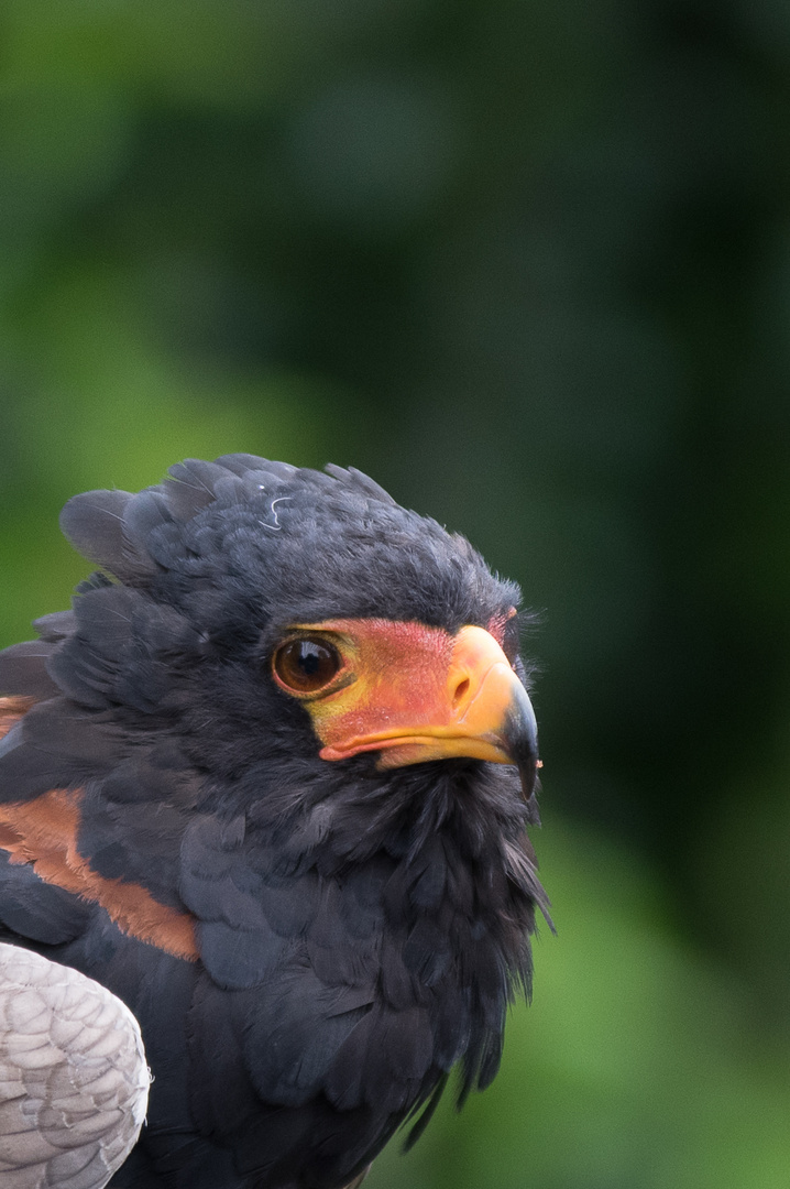 Besuch im Weltvogelpark Walsrode 10