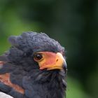 Besuch im Weltvogelpark Walsrode 10