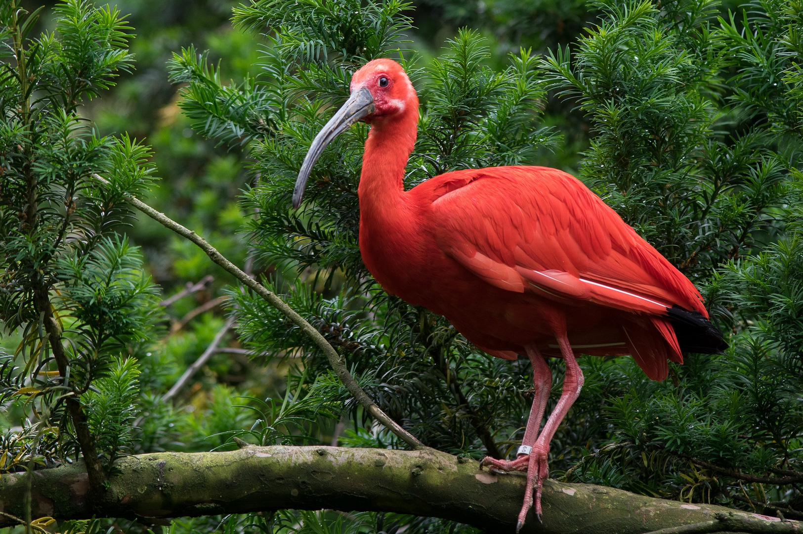 Besuch im Weltvogelpark Walsrode 4