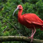 Besuch im Weltvogelpark Walsrode 4