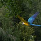 Besuch im Weltvogelpark Walsrode 5