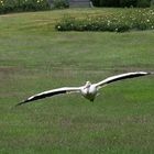 Besuch im Weltvogelpark Walsrode 7