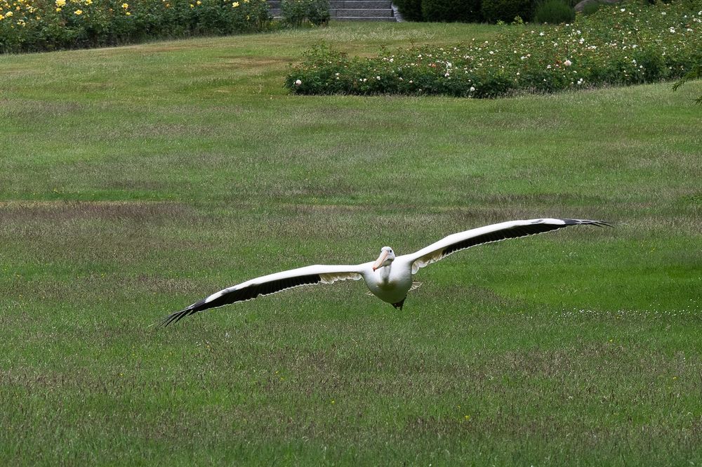 Besuch im Weltvogelpark Walsrode 7