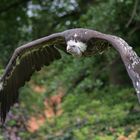 Besuch im Weltvogelpark Walsrode 8