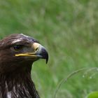 Besuch im Weltvogelpark Walsrode 9