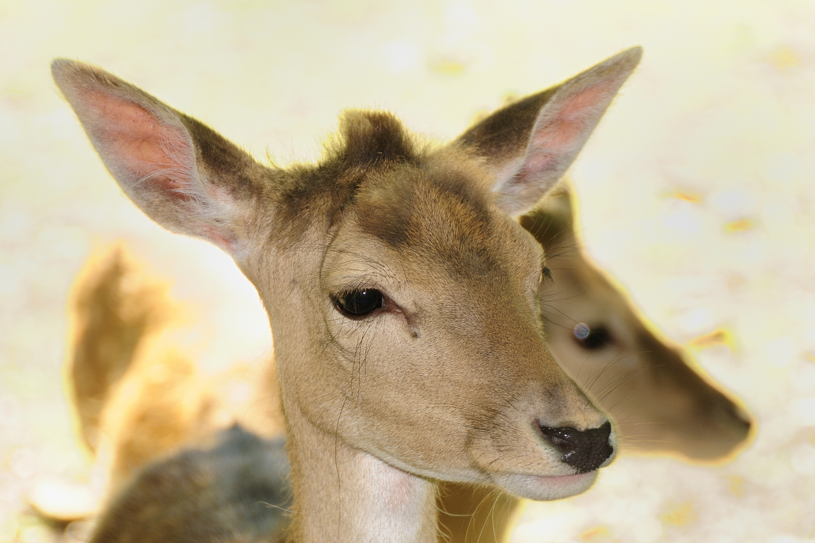 Besuch im Wildpark