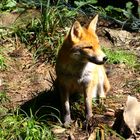 Besuch im Wildpark / Bilsteintal bei Warstein