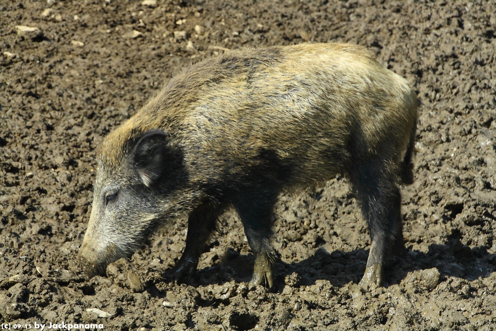 Besuch im Wildpark Bilsteintal / Warstein