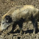 Besuch im Wildpark Bilsteintal / Warstein