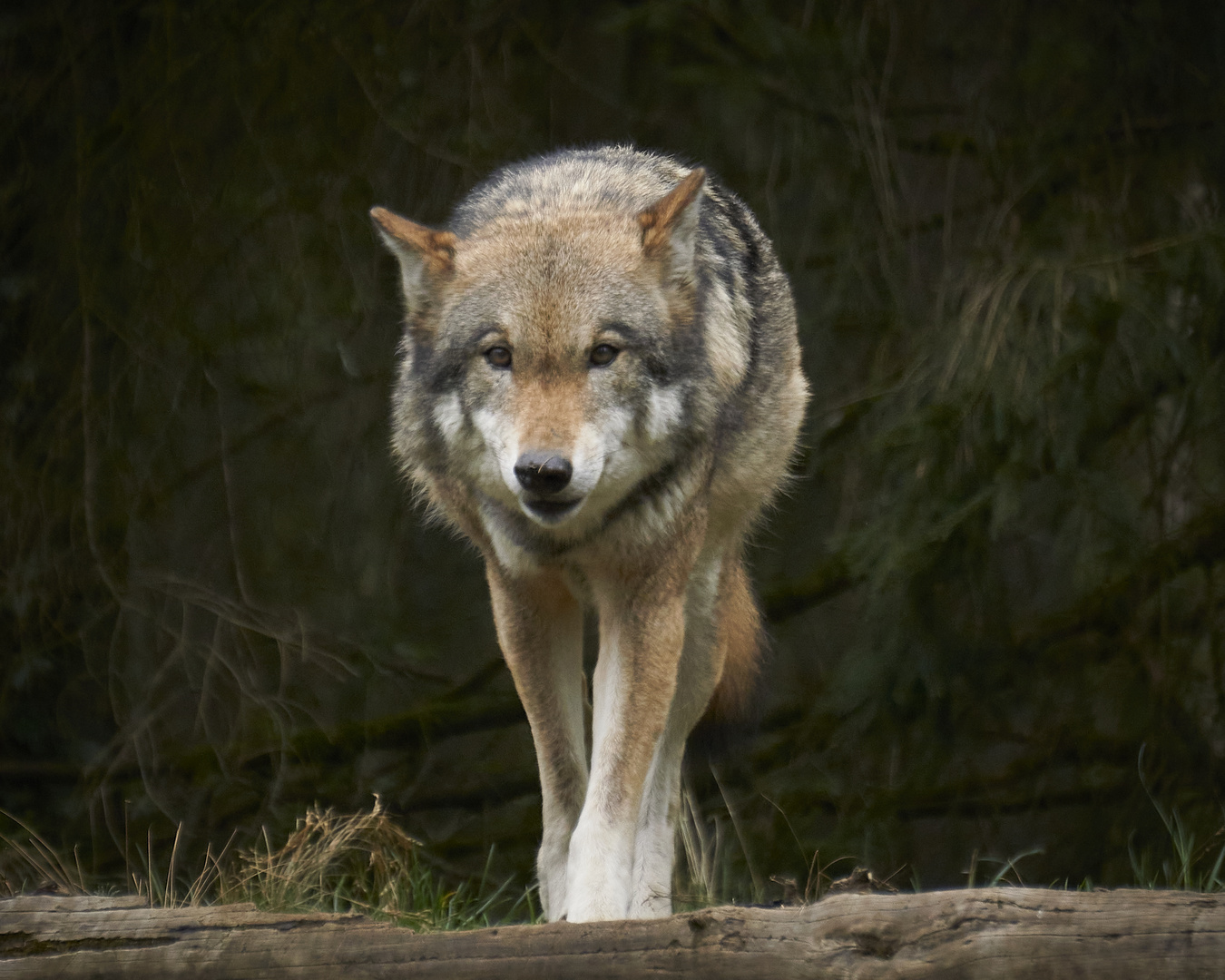 Besuch im Wildpark Eekholt