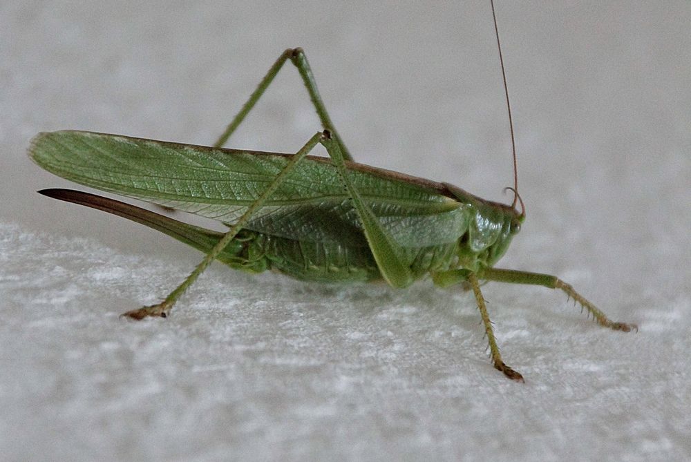 Besuch im Wohnzimmer