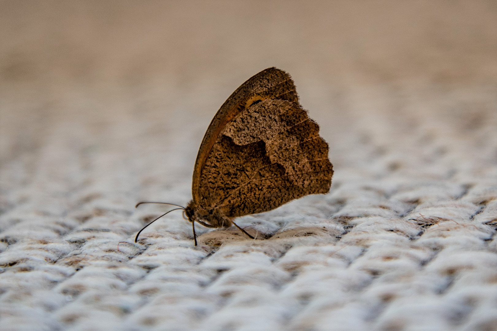 Besuch im Wohnzimmer