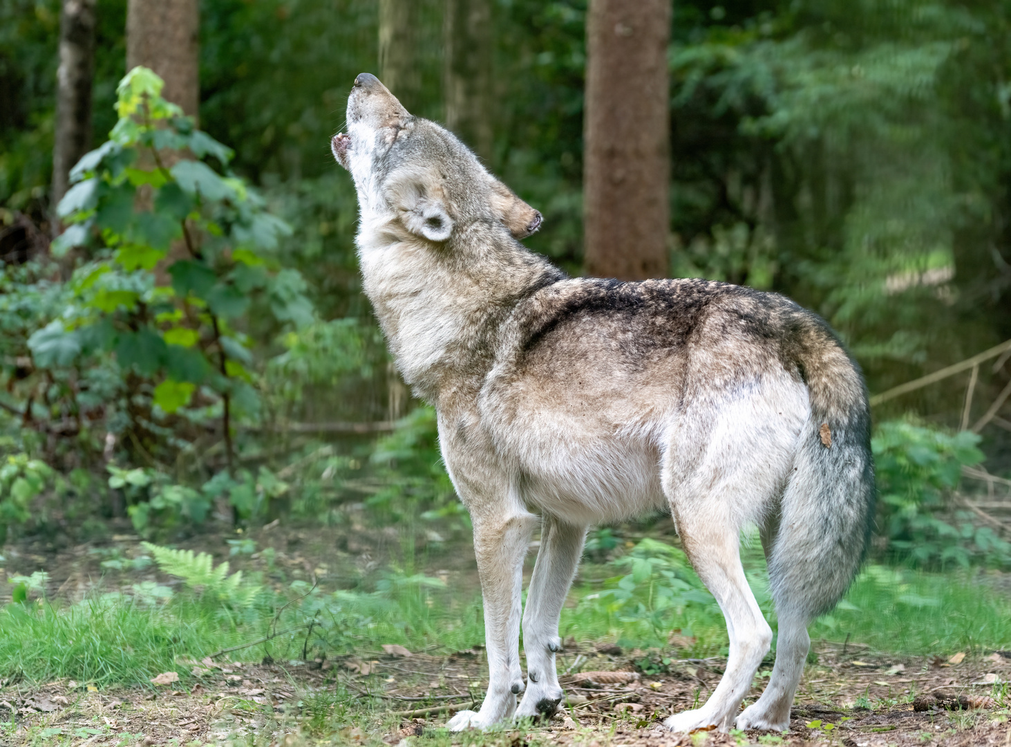 Besuch im Wolfcenter Dörverden