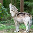 Besuch im Wolfcenter Dörverden