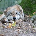 Besuch im Wolfcenter Dörverden