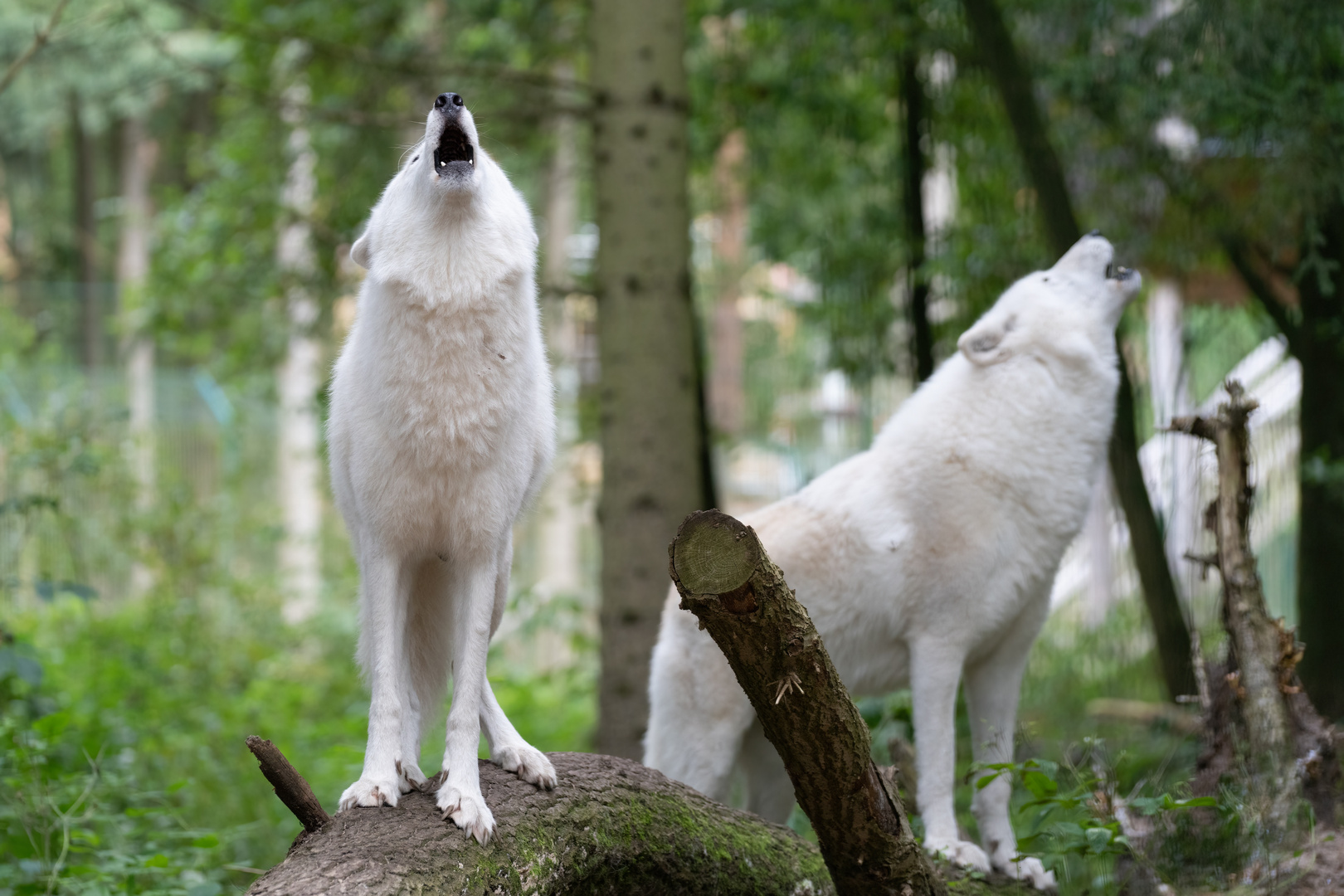 Besuch im Wolfcenter Dörverden