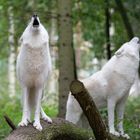 Besuch im Wolfcenter Dörverden