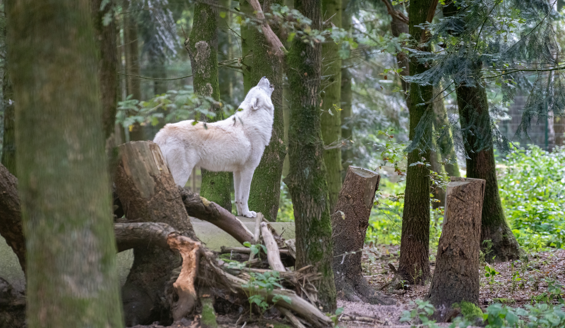 Besuch im Wolfcenter Dörverden