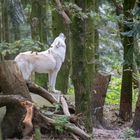 Besuch im Wolfcenter Dörverden