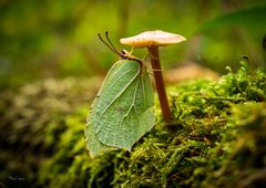 Besuch im Zauberwald #1