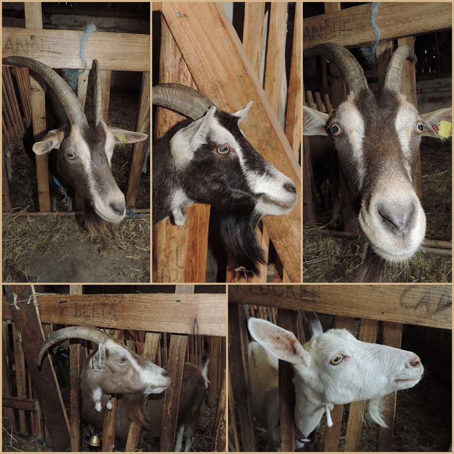 Besuch im Ziegenstall Foto & Bild | natur, tiere, haustiere Bilder auf