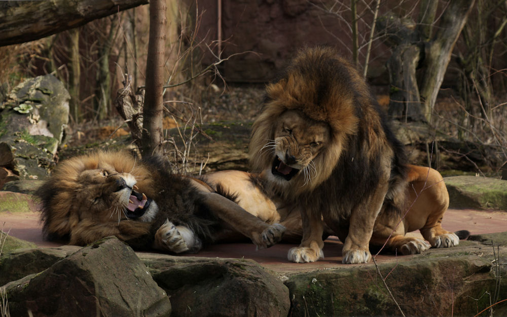 Besuch im Zoo 2