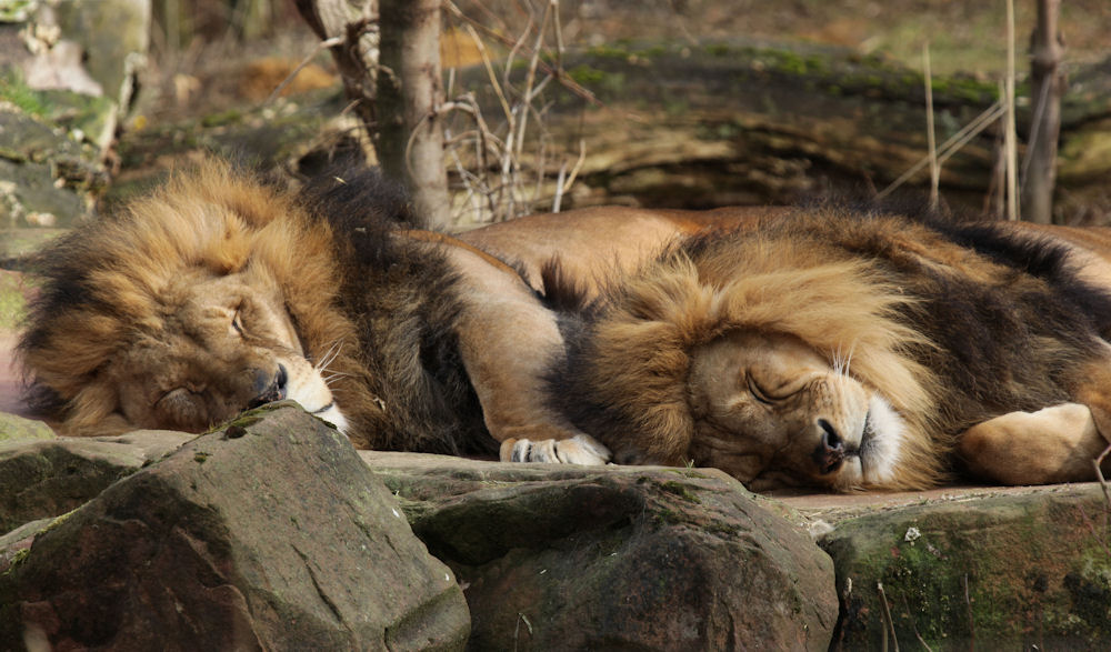 Besuch im Zoo 3